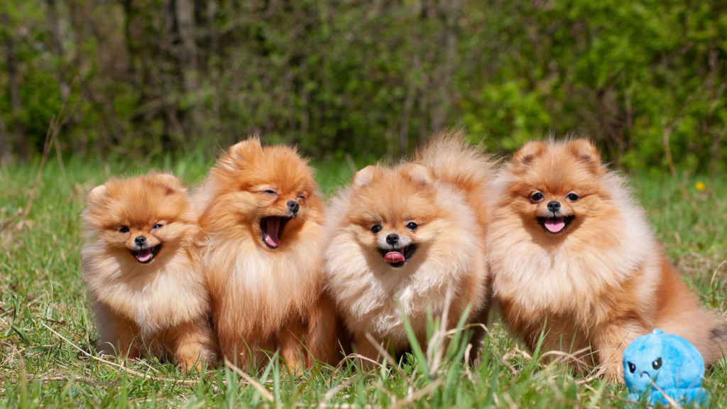 Criadero Pomerania Colombia